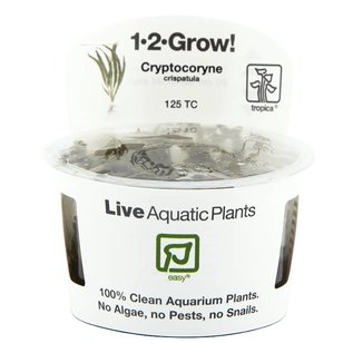 Tropica Cryptocoryne crispatula - In Vitro Cup