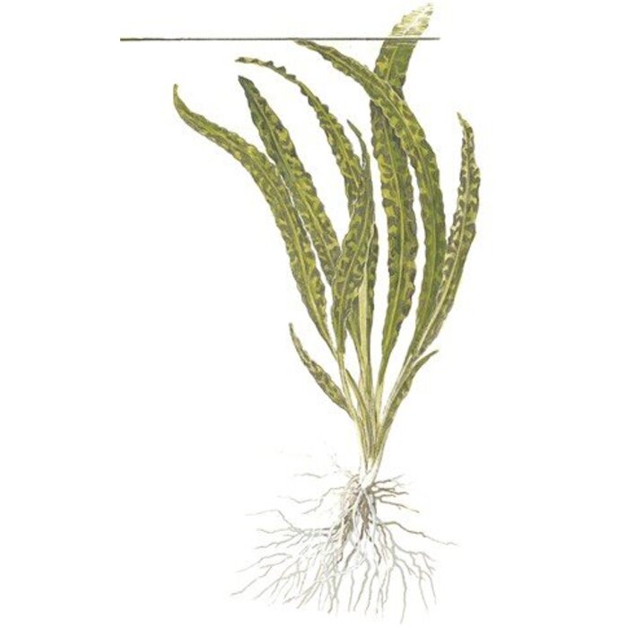 Tropica Cryptocoryne crispatula - In Vitro Cup