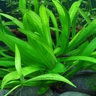 Tropica Helanthium 'Quadricostatus' - In Vitro Cup