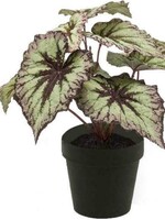 Zijden planten Begonia zijden plant