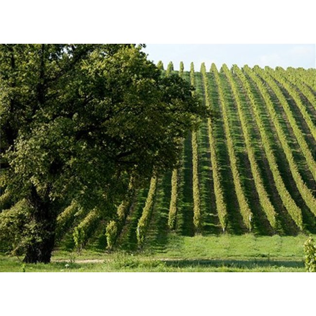 Château Baracan - Cadillac, Côtes de Bordeaux, Frankrijk