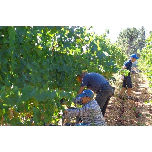 Cinquenoci Primitivo I.G.P. Tagaro - Puglia, Italië