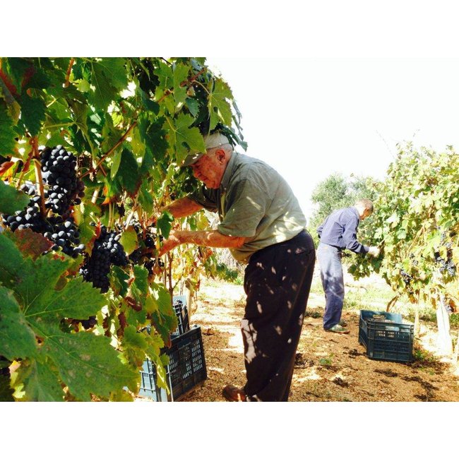 Seicaselle Negroamaro Salice Salentino D.O.P. Tagaro - Puglia, Italië