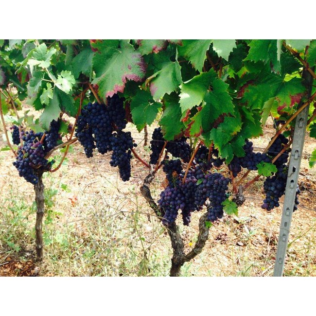 Seicaselle Negroamaro Salice Salentino D.O.P. Tagaro - Puglia, Italië