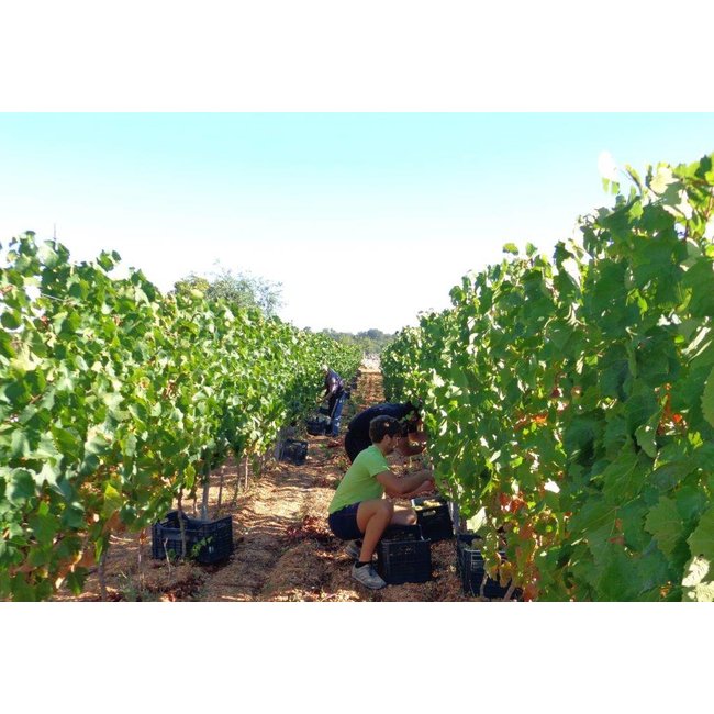 Locorotondo D.O.P. Tagaro - Puglia, Italië