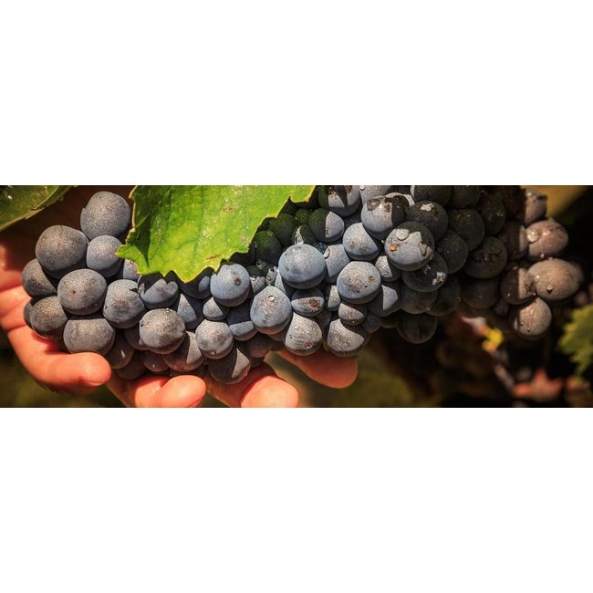 Fattoria di Castelvecchi Capotondo Chianti Classico  D.O.C.G. - Toscane, Italië