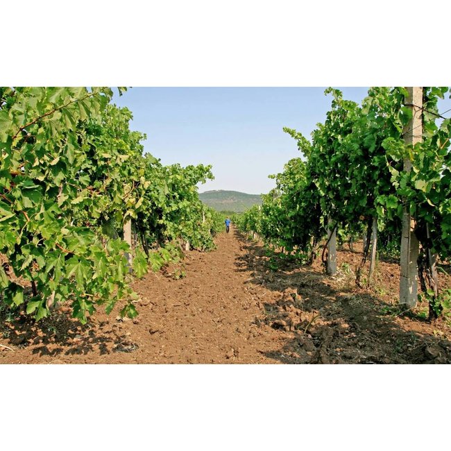 Kotta 299 Gamza Lovico Winery - Donau Vlakte, Bulgarije