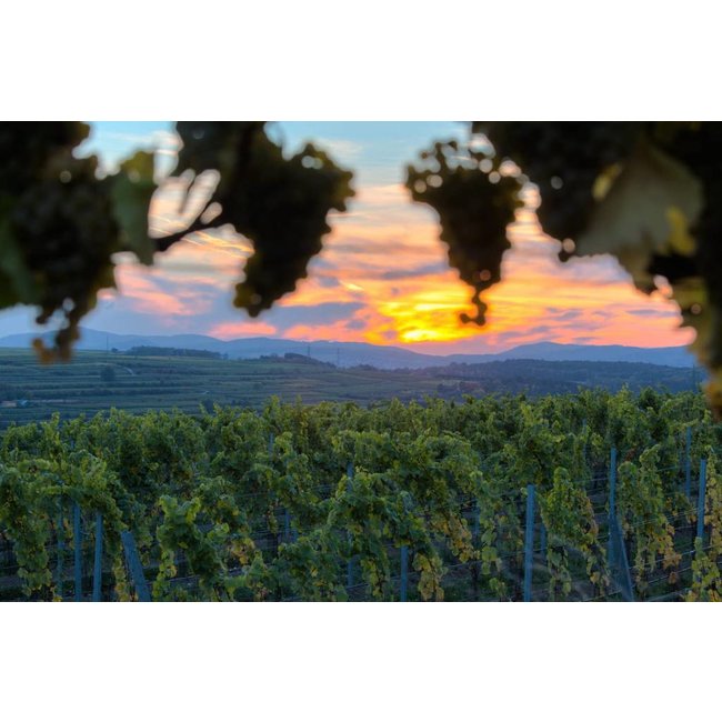 Weingut Hiedler Grüner Veltliner Löss BIO - Kamptal, Niederösterreich, Oostenrijk