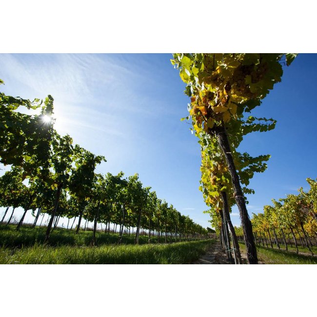 Weingut Hiedler Grüner Veltliner Löss BIO - Kamptal, Niederösterreich, Oostenrijk