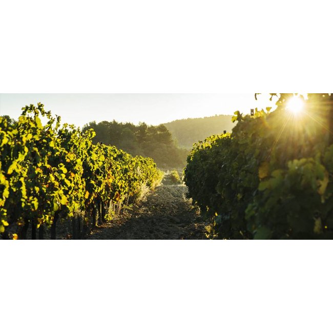 Château de Gourgazaud Le Grenache Gris 2021 - La Livinière, Frankrijk