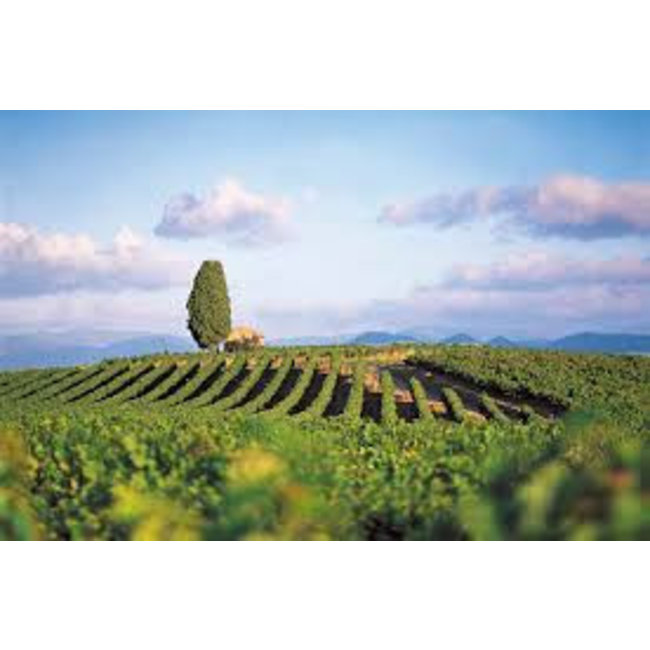 Nr. 22 Chardonnay / Viognier Réserve The Finest Grapes - Pays d'Oc, Frankrijk