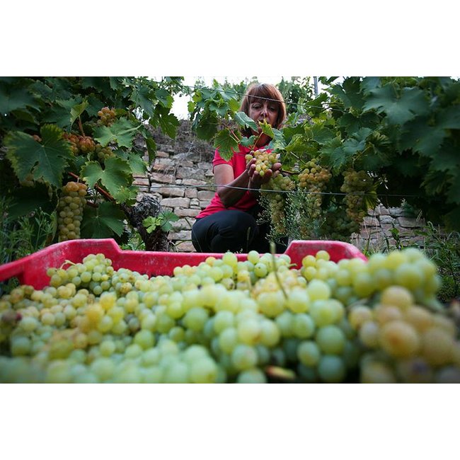 Vite Colte Moscato Passito D.O.C. La Bella Estate Terre da Vino 0,75L - Piëmonte, Italië