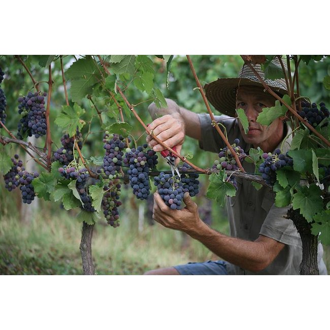 Vite Colte Barolo Essenze del Comune di Barolo D.O.C.G. 2018 Terre da Vino - Piëmonte, Italië