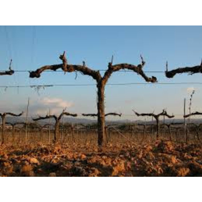 Nr. 16 Xarel·lo / Macabeo / Chardonnay The Finest Grapes - Penedès, Spanje