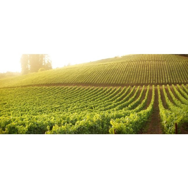 Bodegas Cristo de la Vega Camina Tempranillo Rosé - La Mancha, Spanje