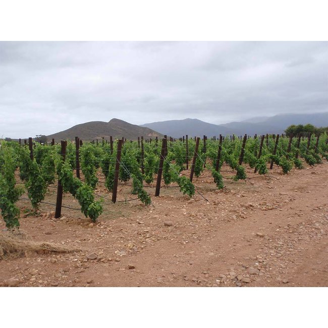 Chardonnay Méthode Ancienne 2020 Springfield Estate - Robertson Valley, Zuid-Afrika