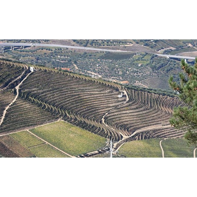 Quinta de Santa Eufémia Fine White Porto - Douro, Portugal