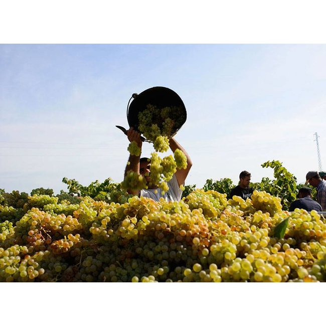 Xarel·lo Mas Codina - Penedès, Spanje