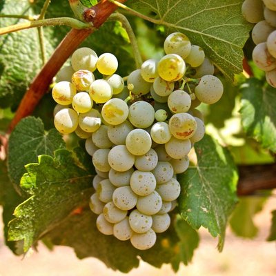 Alvarinho