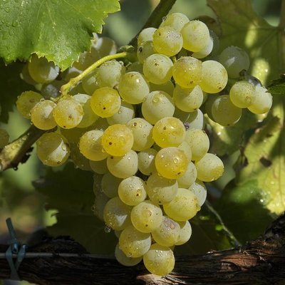 Garnacha Blanca / Grenache Blanc