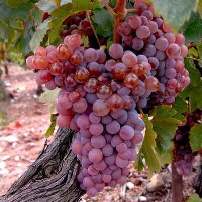 Grenache Gris