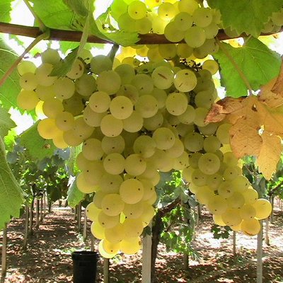 Malvasia Bianca