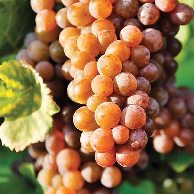 Pinot Gris