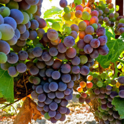 Garnacha Negra / Garnatxa / Grenache Noir