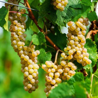 Moscatel Galego Branco