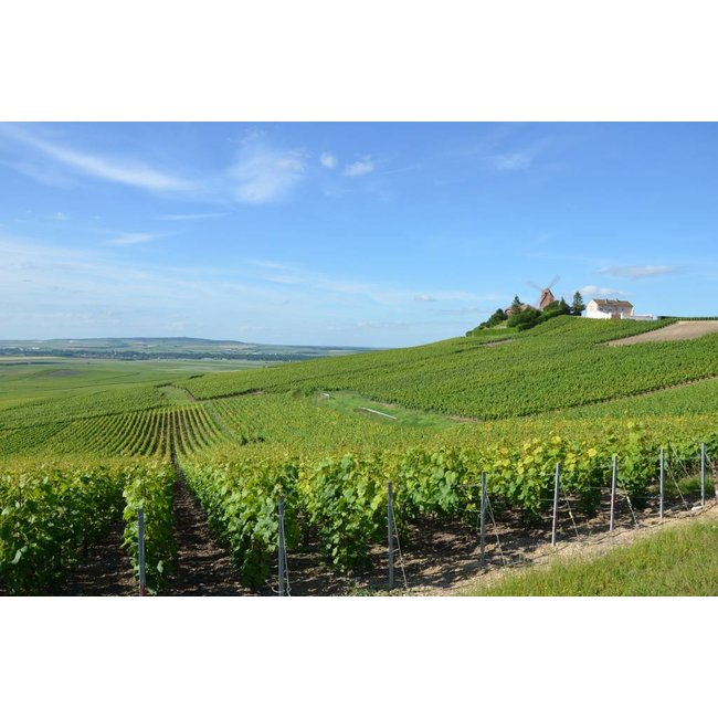Launois Père et Fils Cuvée Dorine Champagne - Mesnil-sur-Oger, Champagne, Frankrijk