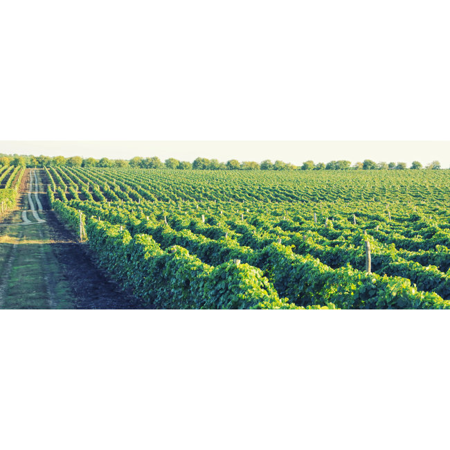 Salcuta Pinot Noir Winemaker's Way - Stefan Voda, Moldavië