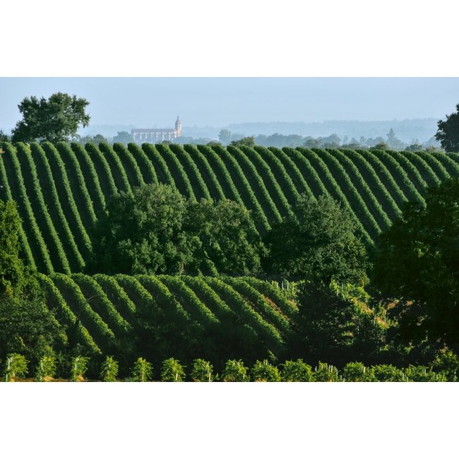 Nr. 19 Colombard / Gros Manseng / Ugni Blanc The Finest Grapes - Côtes de Gascogne, Frankrijk