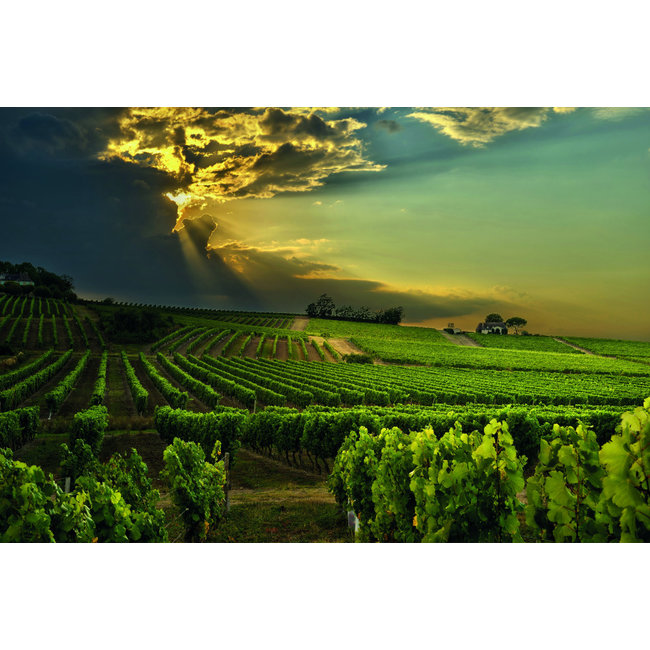 Nr. 19 Colombard / Gros Manseng / Ugni Blanc The Finest Grapes - Côtes de Gascogne, Frankrijk