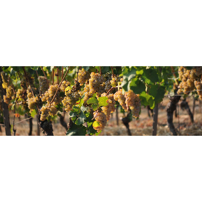 Weingut Georg Gustav Huff Riesling trocken vom Löss - Nierstein-Schwabsburg, Duitsland