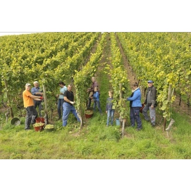 Weingut Georg Gustav Huff Pinot Blanc Réserve trocken Ebersberg - Nierstein-Schwabsburg, Duitsland