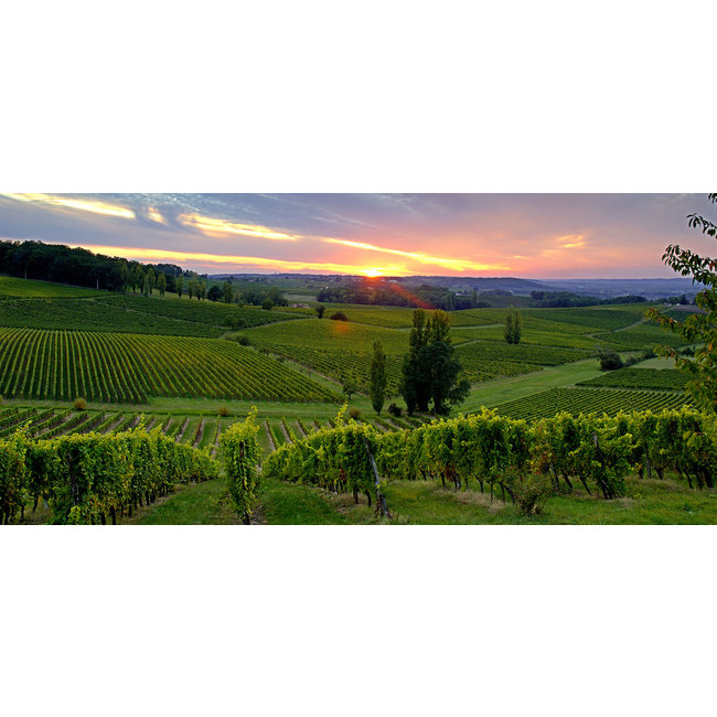 Château Haut Grignon 2019 - Médoc, Bordeaux, Frankrijk