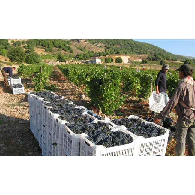 Château Qanafar Paradis de Qanafar 2013 - Bekaa Vallei, Libanon