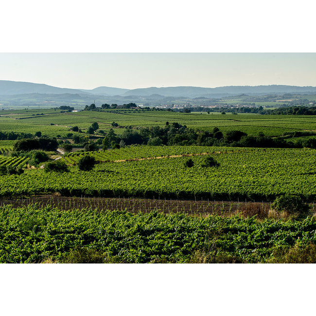 Mas Codina Cava Brut Rosé Reserva - Penedès, Spanje