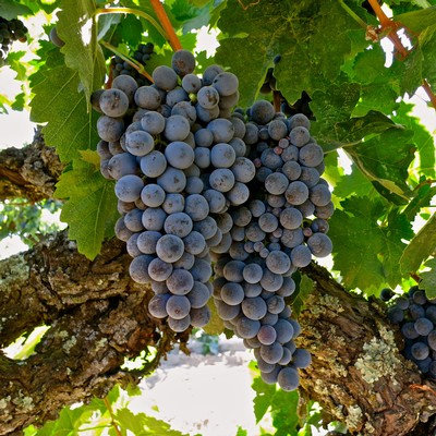 Carignan / Cariñena