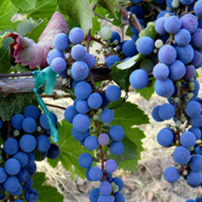 Cabernet Franc