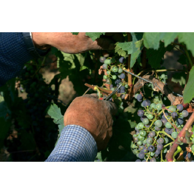 Paladin Essenthia Prosecco D.O.C. Spumante Extra Dry - Veneto, Italië