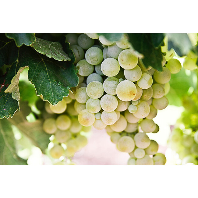 Rías Baixas D.O. Albariño Baixa Sirena De Andrés Sisters - Rias Baixas, Spanje