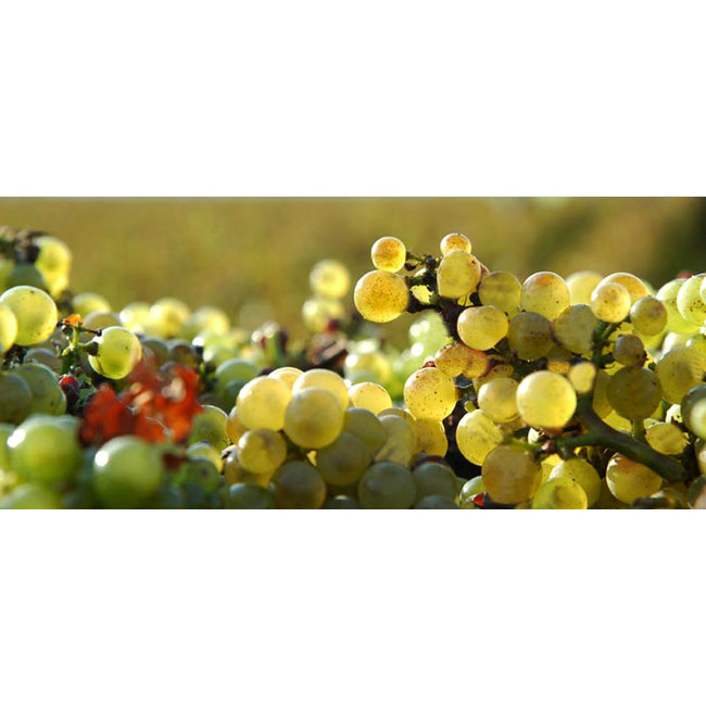 Château de Fuissé Bourgogne Blanc 2024 - Bourgogne, Frankrijk