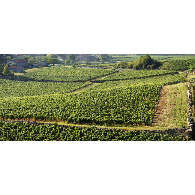 Château de Fuissé Saint-Véran 2024 - Bourgogne, Frankrijk