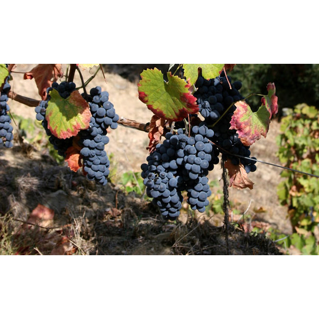 Quinta de Santa Eufémia Colheita 2009 - Douro, Portugal