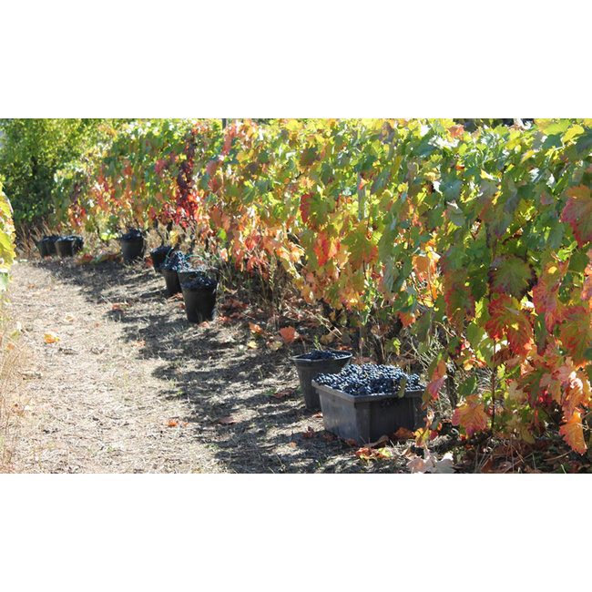 Quinta de Santa Eufémia Colheita 2009 - Douro, Portugal