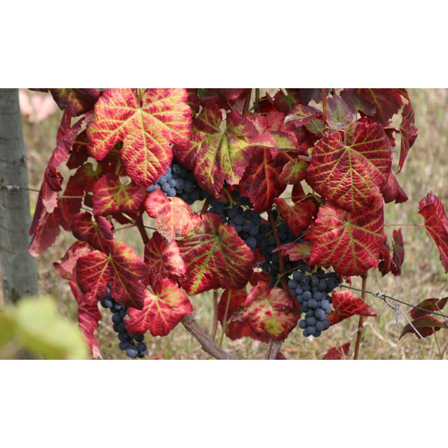 Quinta de Santa Eufémia 10 Years Old Tawny Port - Douro, Portugal