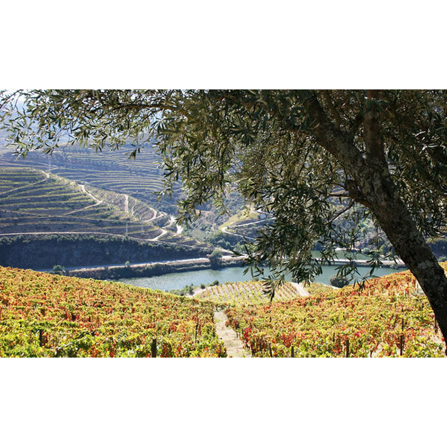 Quinta de Santa Eufémia Finest Reserve Tawny Port - Douro, Portugal