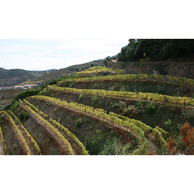 Quinta de Santa Eufémia L.B.V. Late Bottled Vintage 2017 - Douro, Portugal