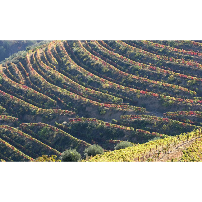 Quinta de Santa Eufémia L.B.V. Late Bottled Vintage 2017 - Douro, Portugal